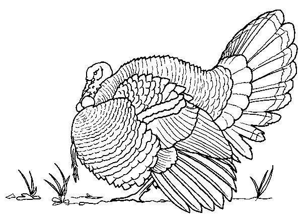 Coloriage d'une dinde dans un environnement naturel