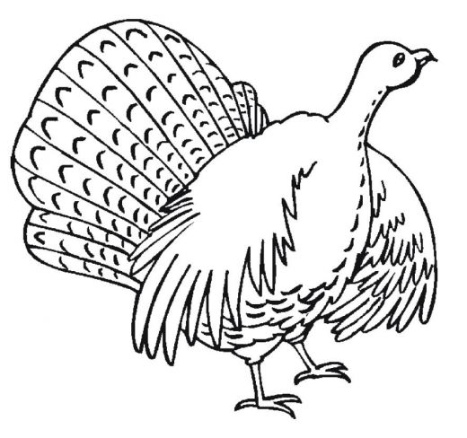 Coloriage d'une dinde avec des plumes détaillées sur fond blanc