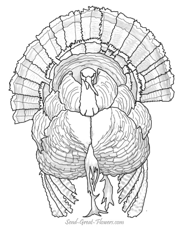 Coloriage d'une dinde avec des plumes ornées et un arrière-plan simple