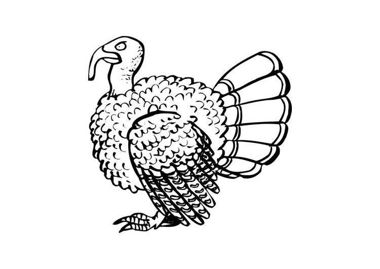 Coloriage d'une dinde ornée dans un cadre festif