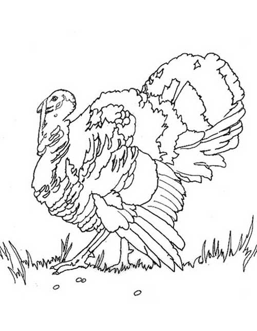 Coloriage d'une dinde avec des éléments de décor automnal