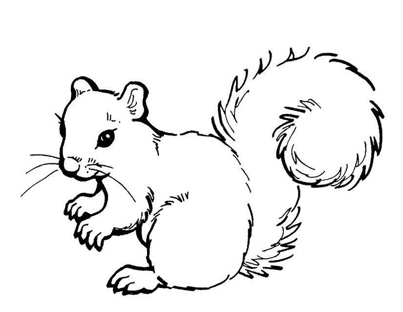 Écureuil mignon sur une branche, entouré de feuillage