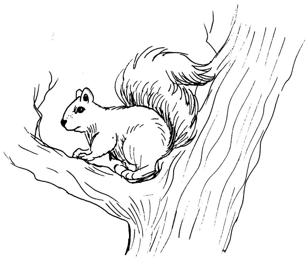 Un écureuil espiègle sur une branche d'arbre