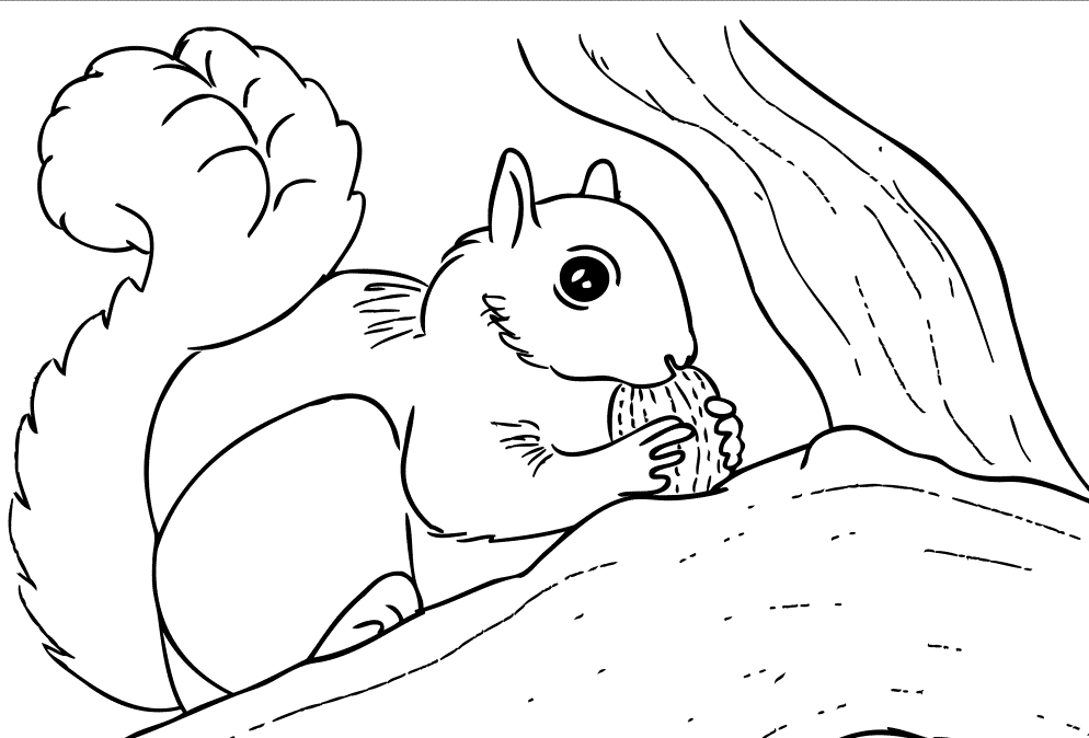 Un écureuil curieux sur une branche d'arbre en pleine nature
