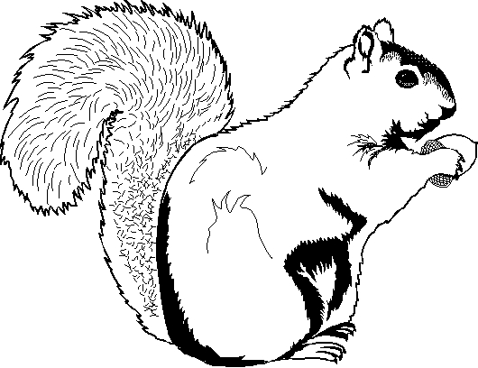 Écureuil mignon en train de ramasser des noisettes dans les arbres