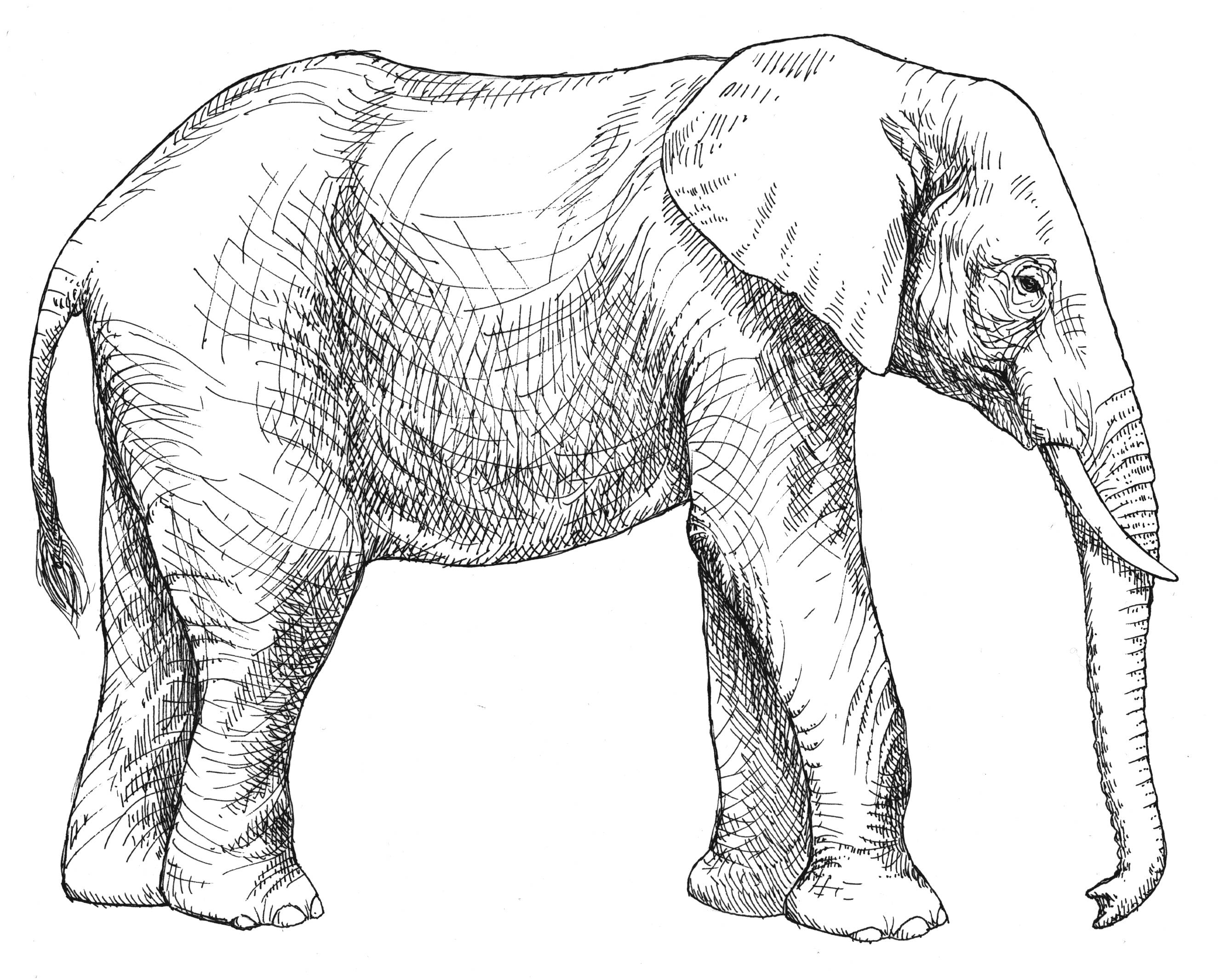 Éléphant majestueux dans un paysage naturel