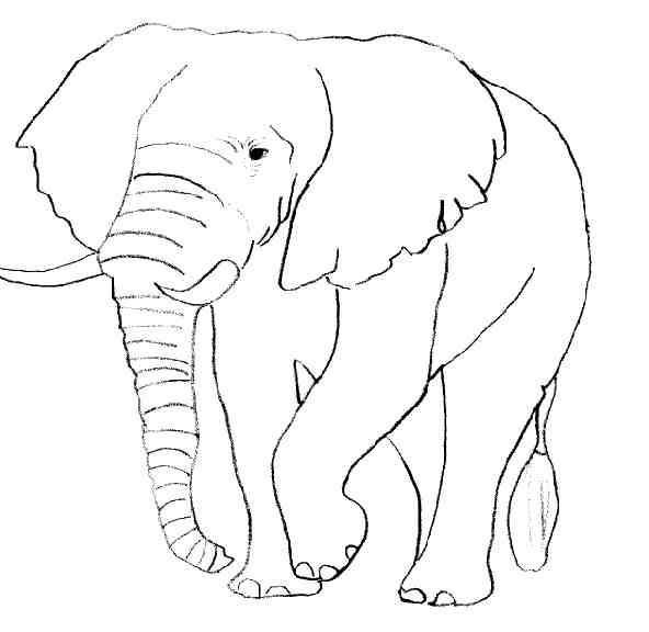 Éléphant jouant dans la savane entouré de nature