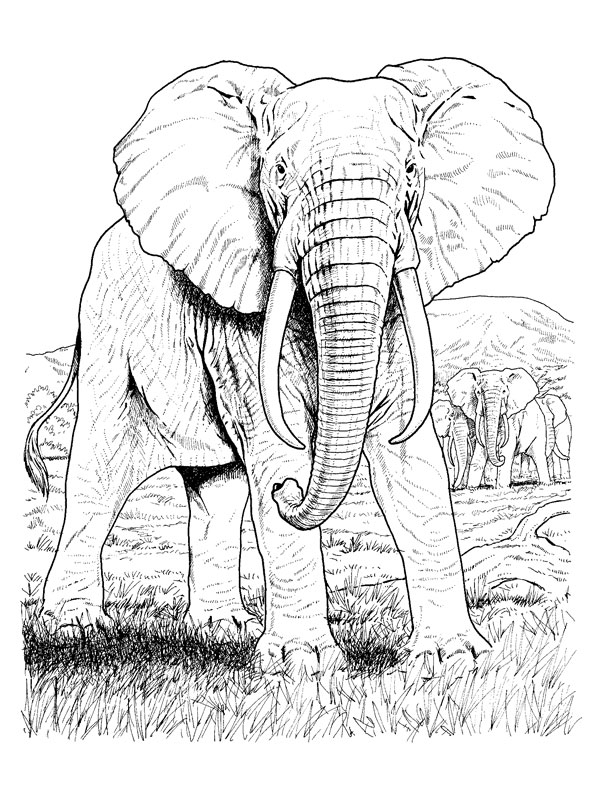 Coloriage d'un éléphant dans la savane