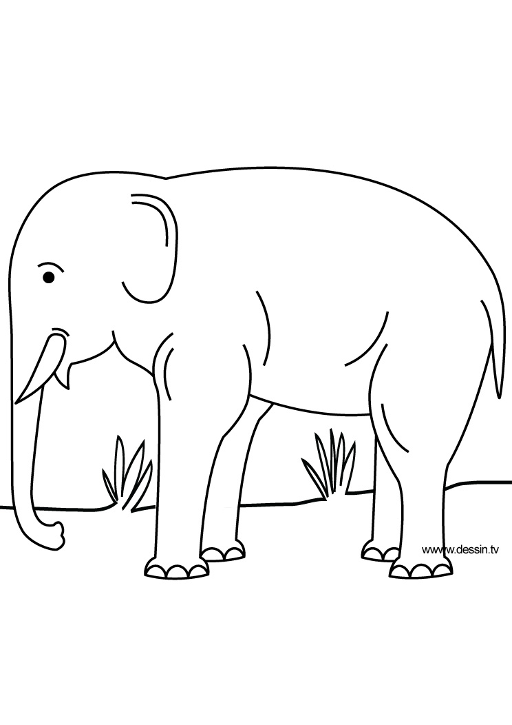 Un éléphant majestueux se balançant au milieu de la savane