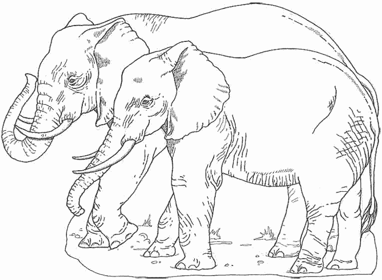 Éléphant se reposant sous un arbre dans la savane
