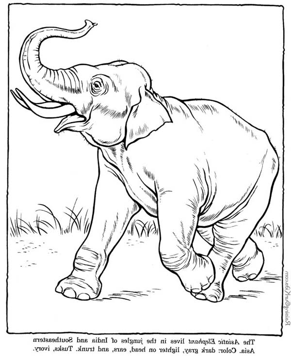 Un éléphant joyeux se promenant dans la savane