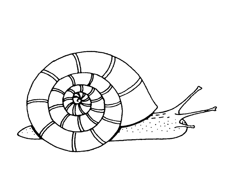Un escargot sur une feuille en pleine nature