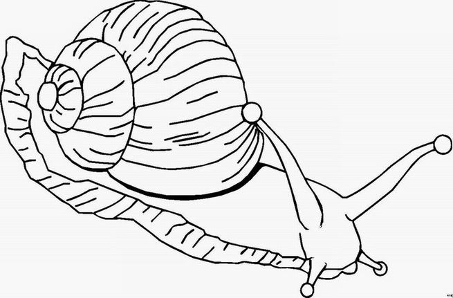 Un escargot joyeux se déplace sur un chemin fleuri