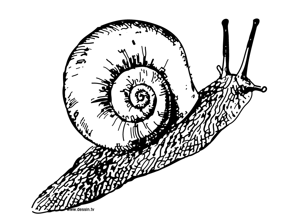Un escargot joyeux sur un chemin fleuri