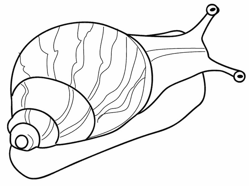 Un escargot joyeux sur une feuille verte