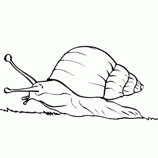 Un escargot curieux sur un chemin de campagne