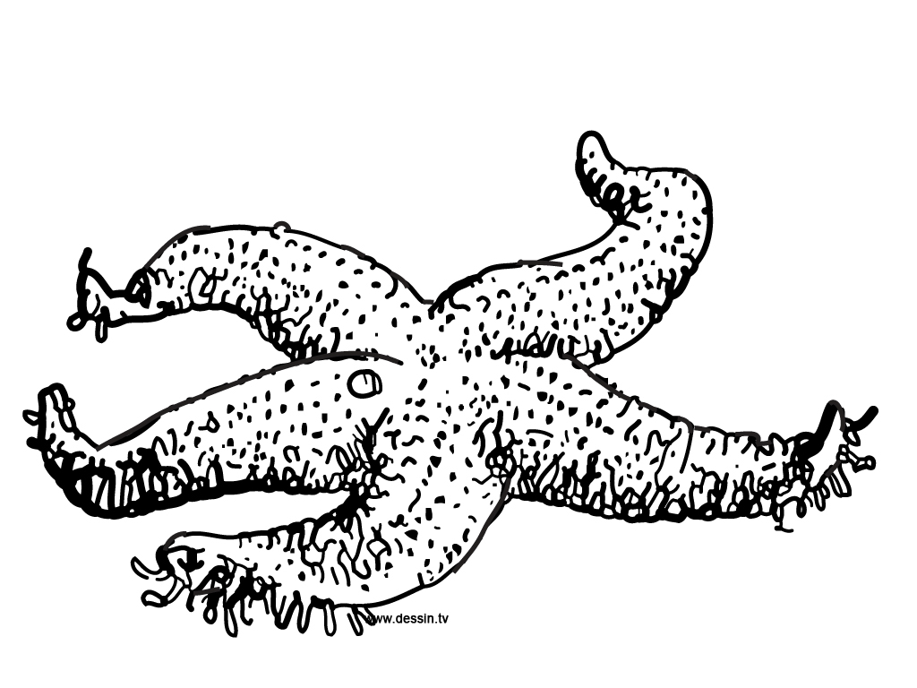 Coloriage d'une étoile de mer sur un fond marin