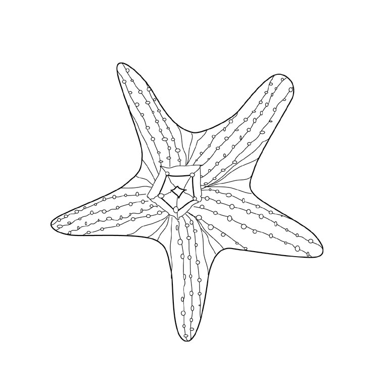 Coloriage d'une étoile de mer sur un fond marin