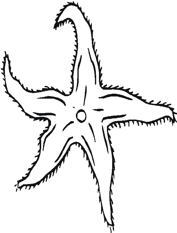 Coloriage d'une étoile de mer sur le sable