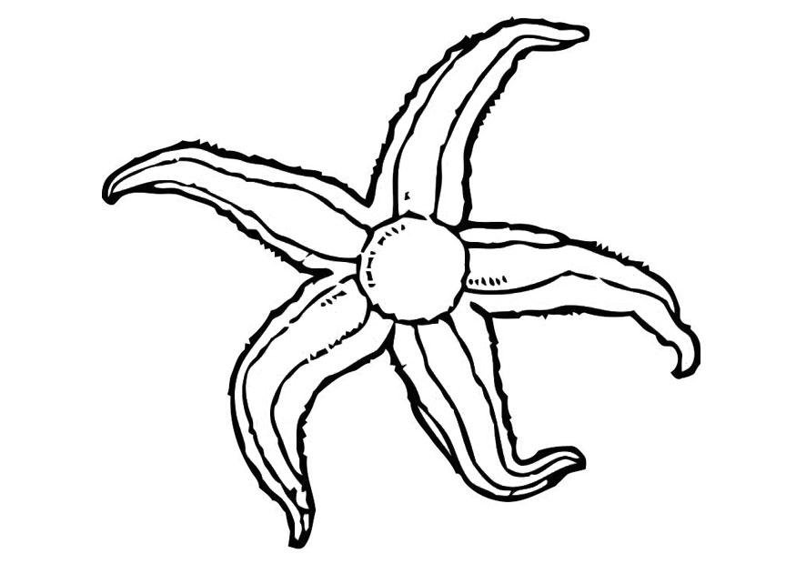 Coloriage d'une étoile de mer sur un fond marin