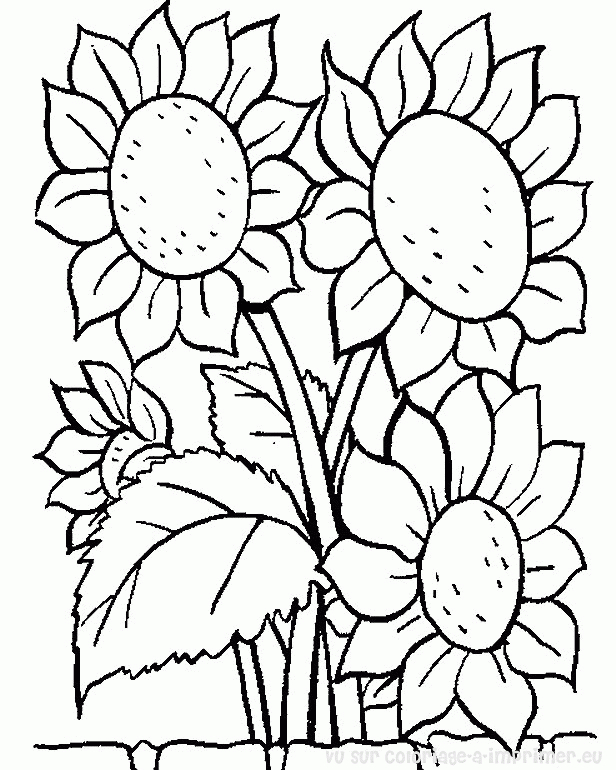 Coloriage de fleurs variées dans un jardin stylisé