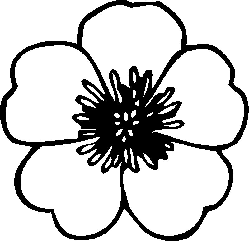 Coloriage de fleurs variées en pleine floraison