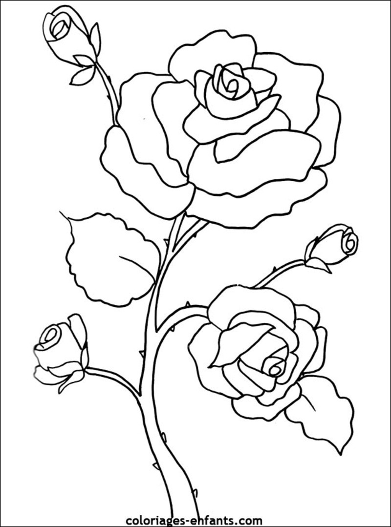 Coloriage de fleurs variées avec détails botaniques