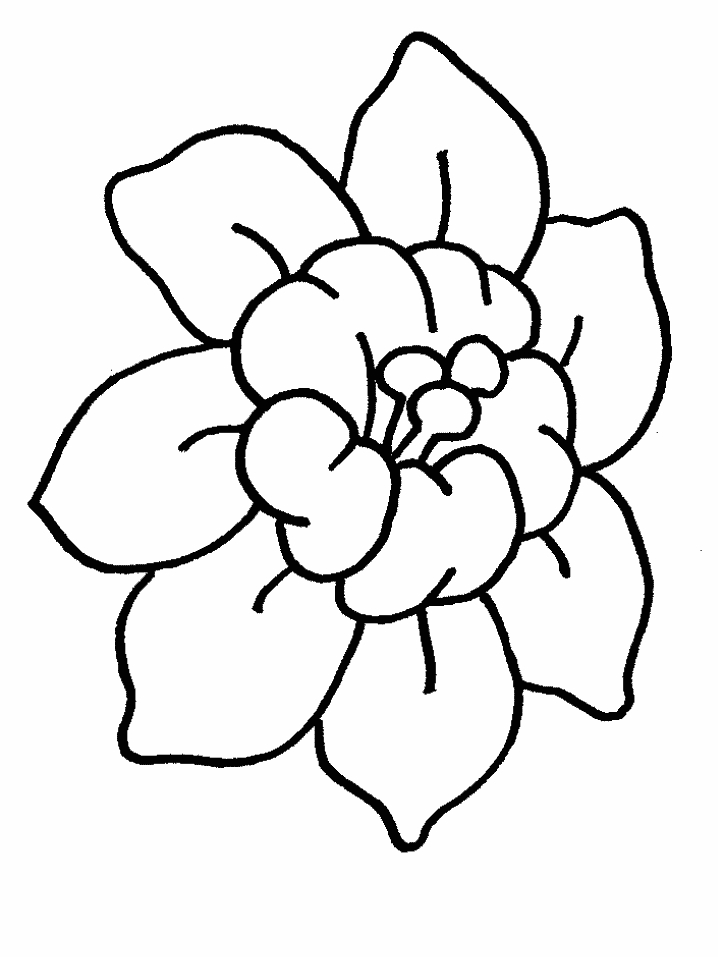 Coloriage de fleurs variées avec des motifs détaillés