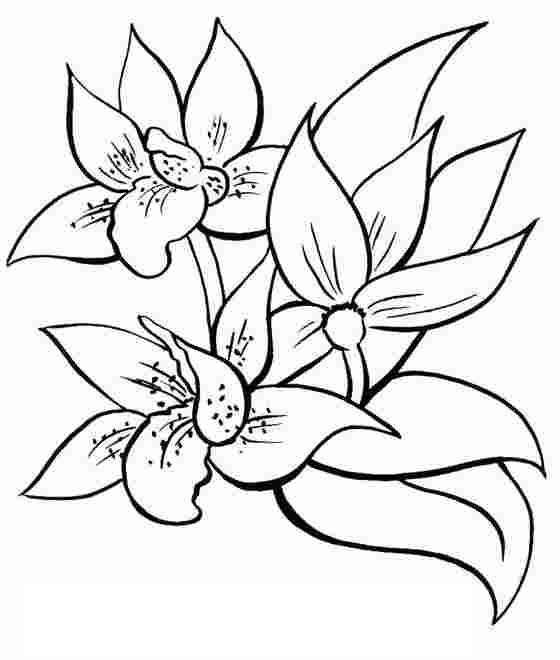 Coloriage de fleurs variées en pleine floraison