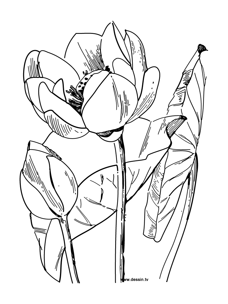 Coloriage de fleurs variées dans un jardin stylisé