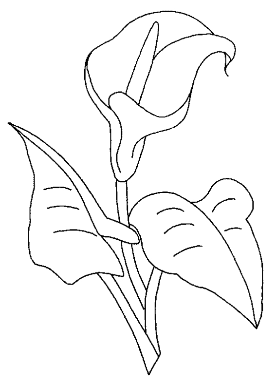Coloriage de fleurs variées avec détails botaniques