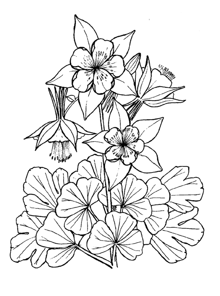 Coloriage de fleurs sur fond naturel avec détails organiques