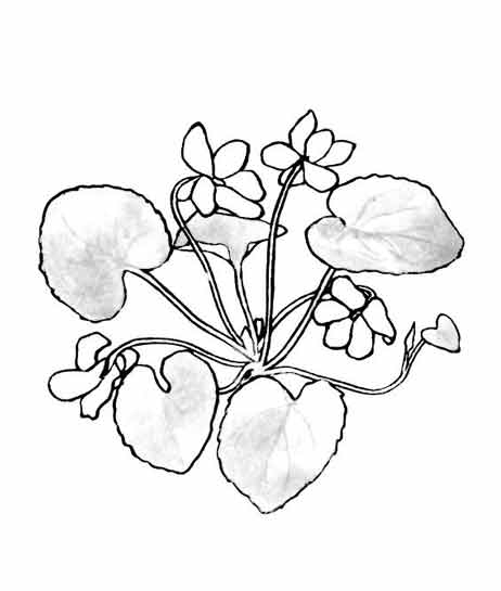 Coloriage de fleurs variées en pleine floraison