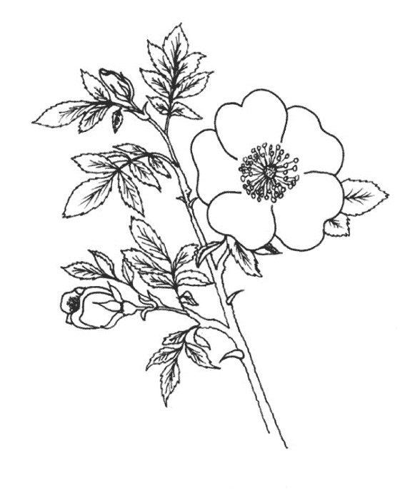 Coloriage de fleurs variées sur un fond expressif