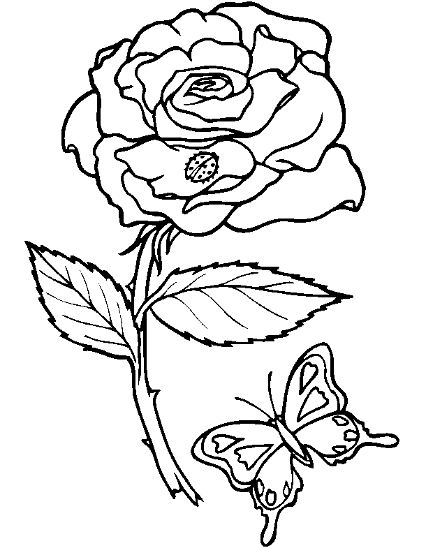 Coloriage de fleurs variées avec des détails floraux riches