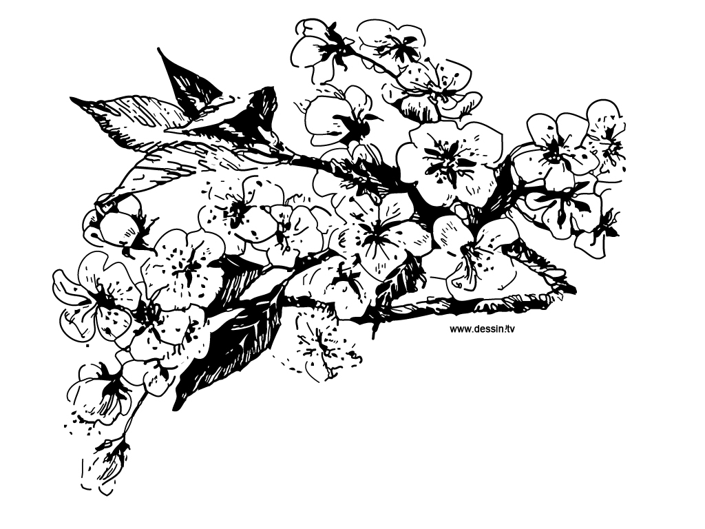 Coloriage de fleurs variées en pleine floraison