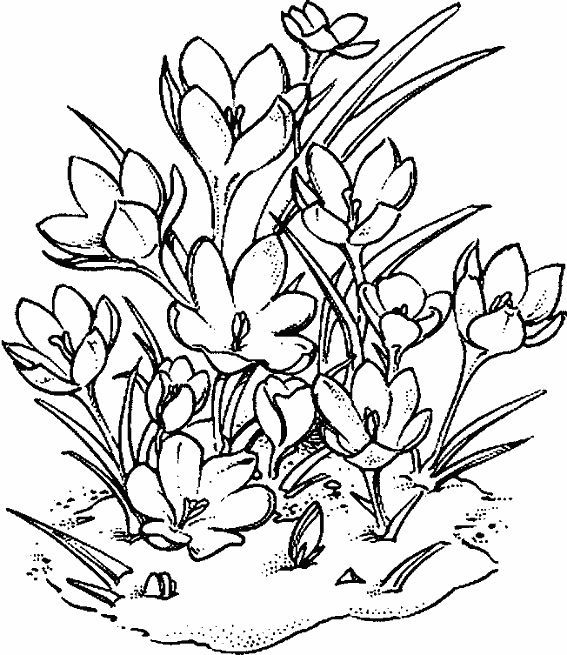 Coloriage de fleurs variées dans un cadre naturel