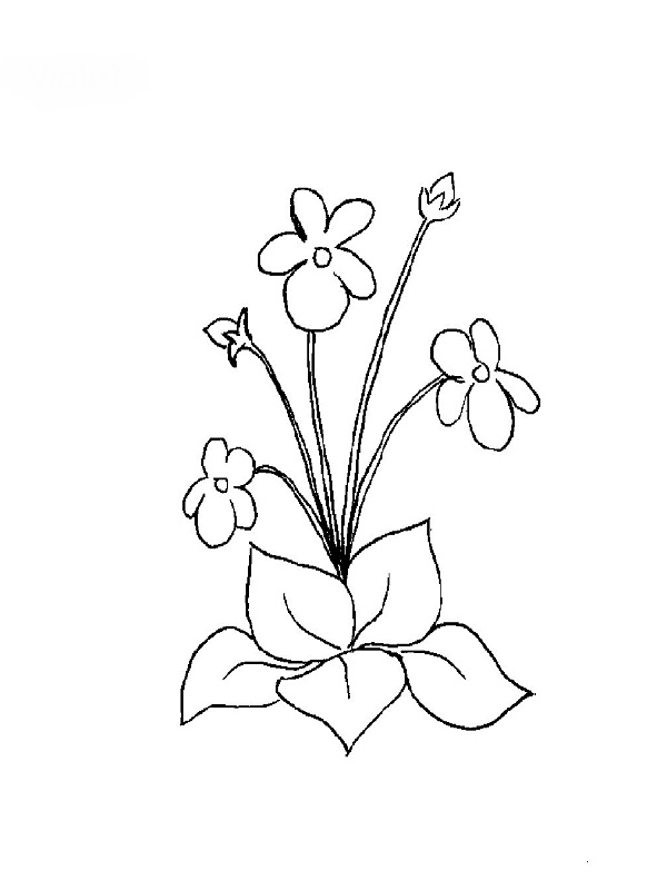 Coloriage de fleurs en pleine floraison sur un fond décoratif