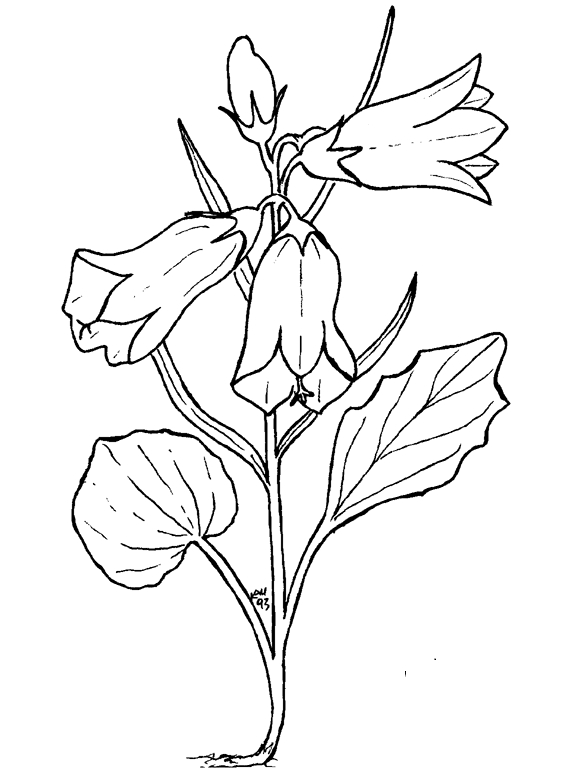 Coloriage de fleurs variées avec détails botaniques riches