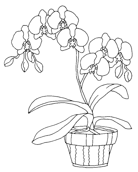 Coloriage de fleurs variées avec détails botaniques