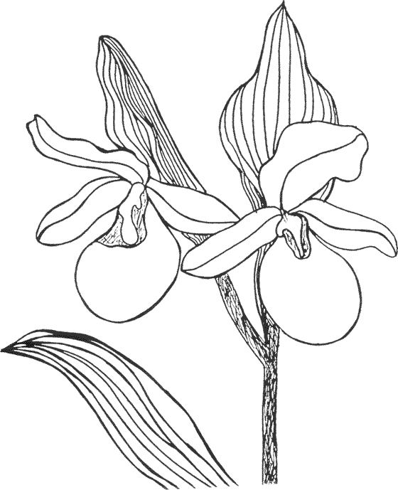 Coloriage de fleurs dans un jardin luxuriant