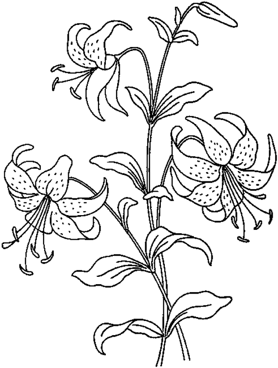 Coloriage de fleurs variées sur un fond simple