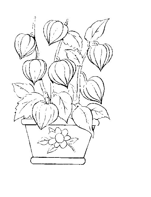 Coloriage de fleurs variées en pleine floraison