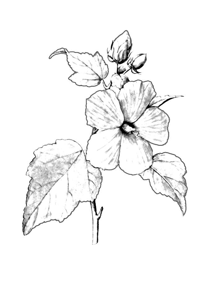 Fleurs variées en pleine floraison sur fond blanc
