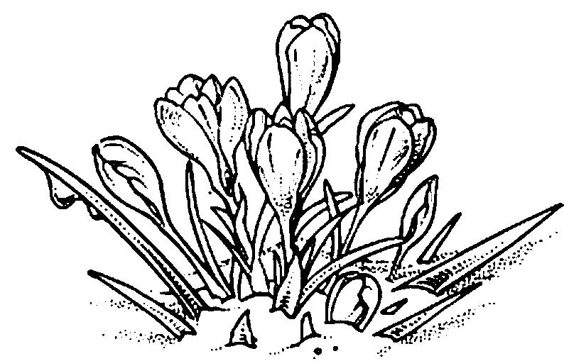 Coloriage de fleurs délicates avec des feuilles variées