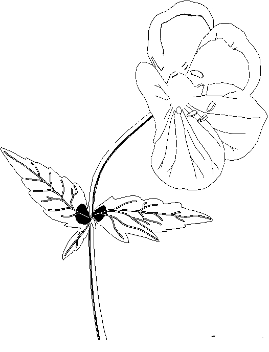 Coloriage de fleurs délicates dans un jardin en plein épanouissement