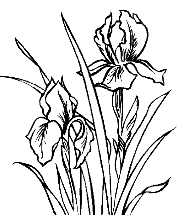 Coloriage de fleurs variées avec détails et textures