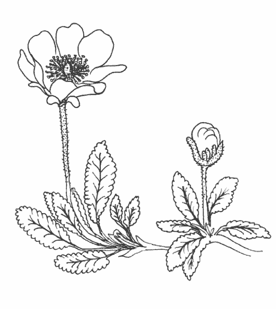 Coloriage de fleurs variées dans un jardin stylisé