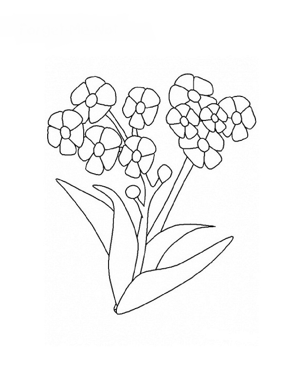Coloriage de fleurs variées avec tiges et feuilles