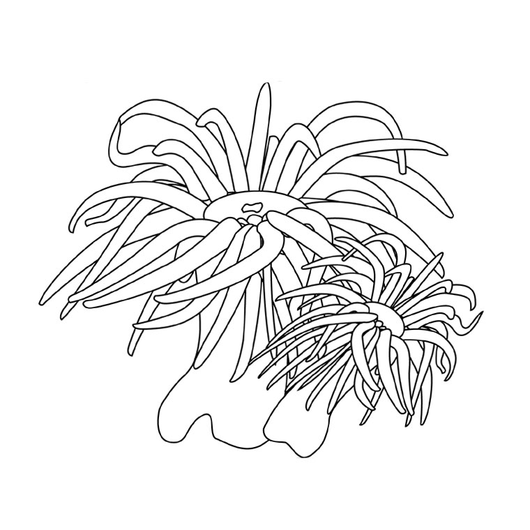 Coloriage d'un fond marin animé avec divers éléments aquatiques